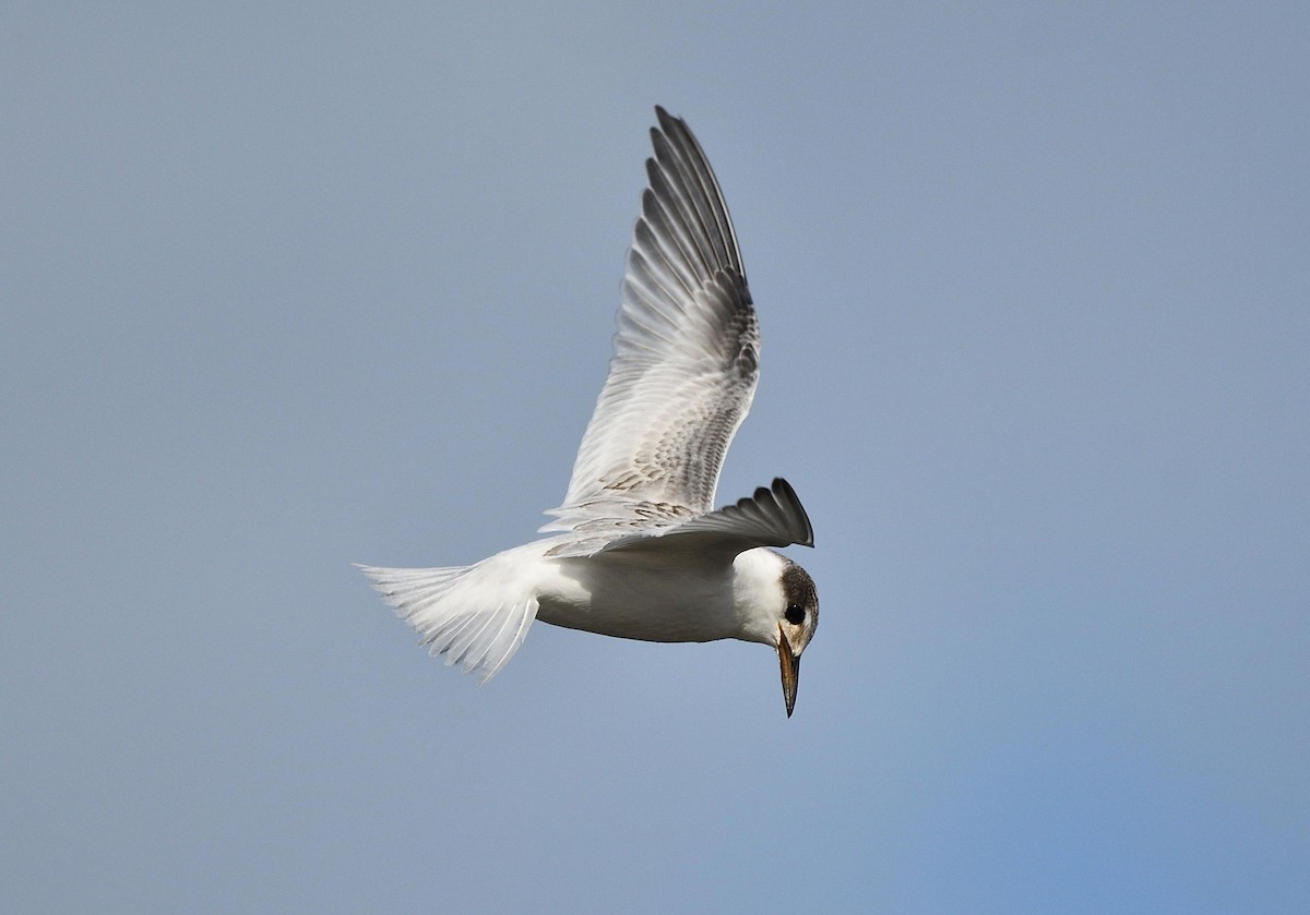 Australian Fairy Tern - ML569759231