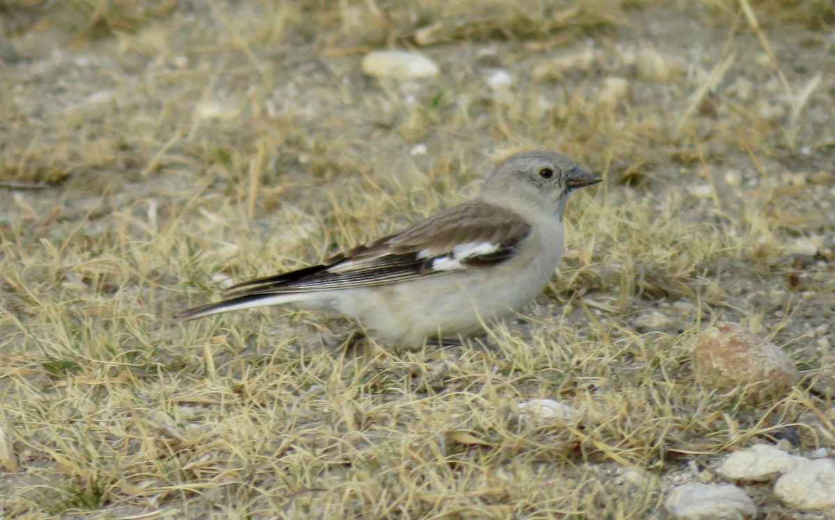 Black-winged Snowfinch - Mich Coker