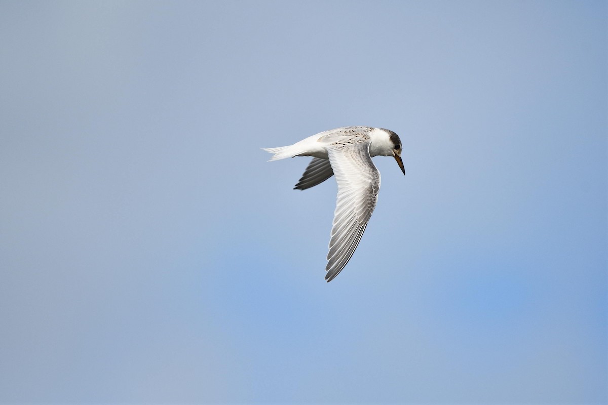 Australian Fairy Tern - ML569759311