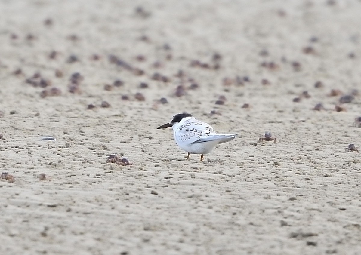 Australian Fairy Tern - ML569759551