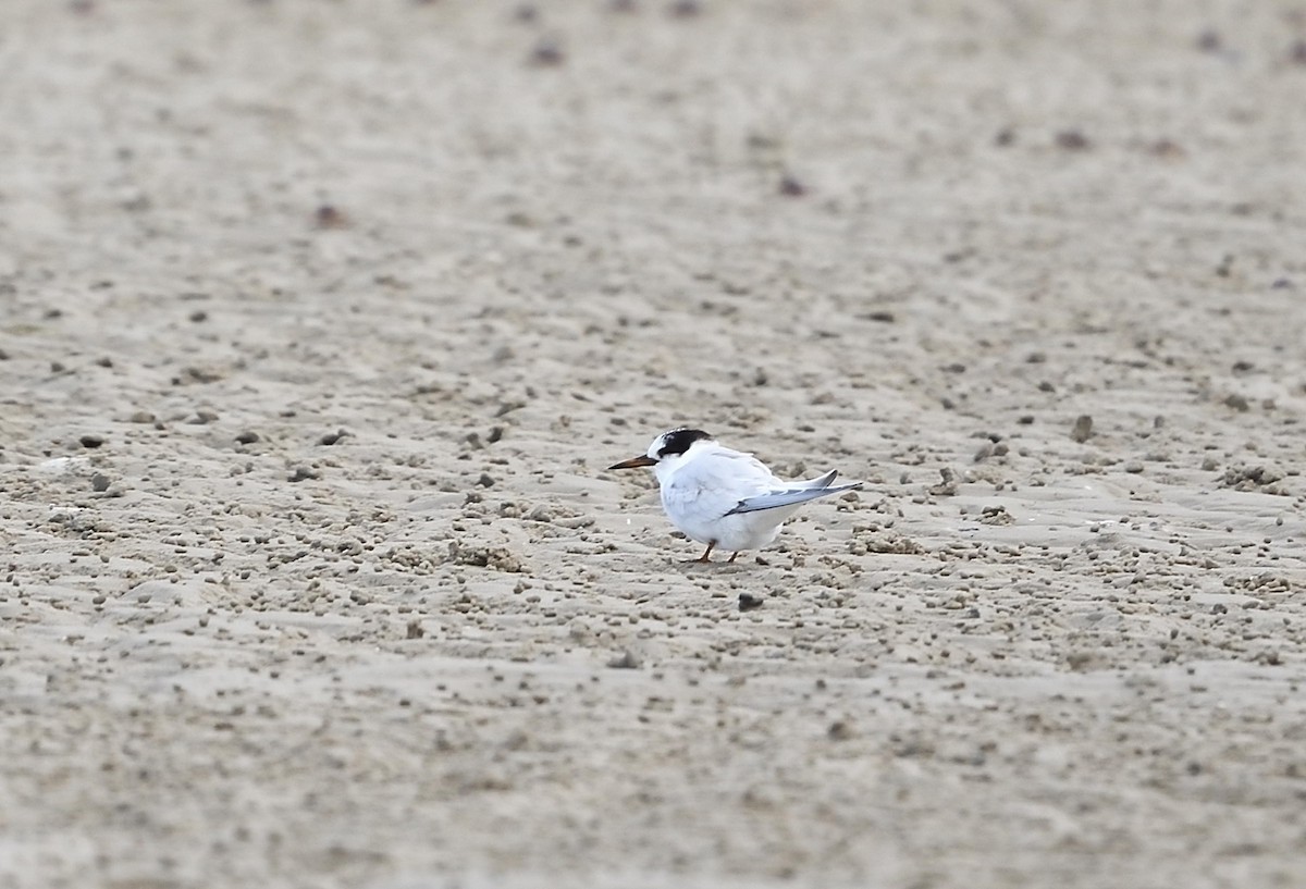 Australian Fairy Tern - ML569759641