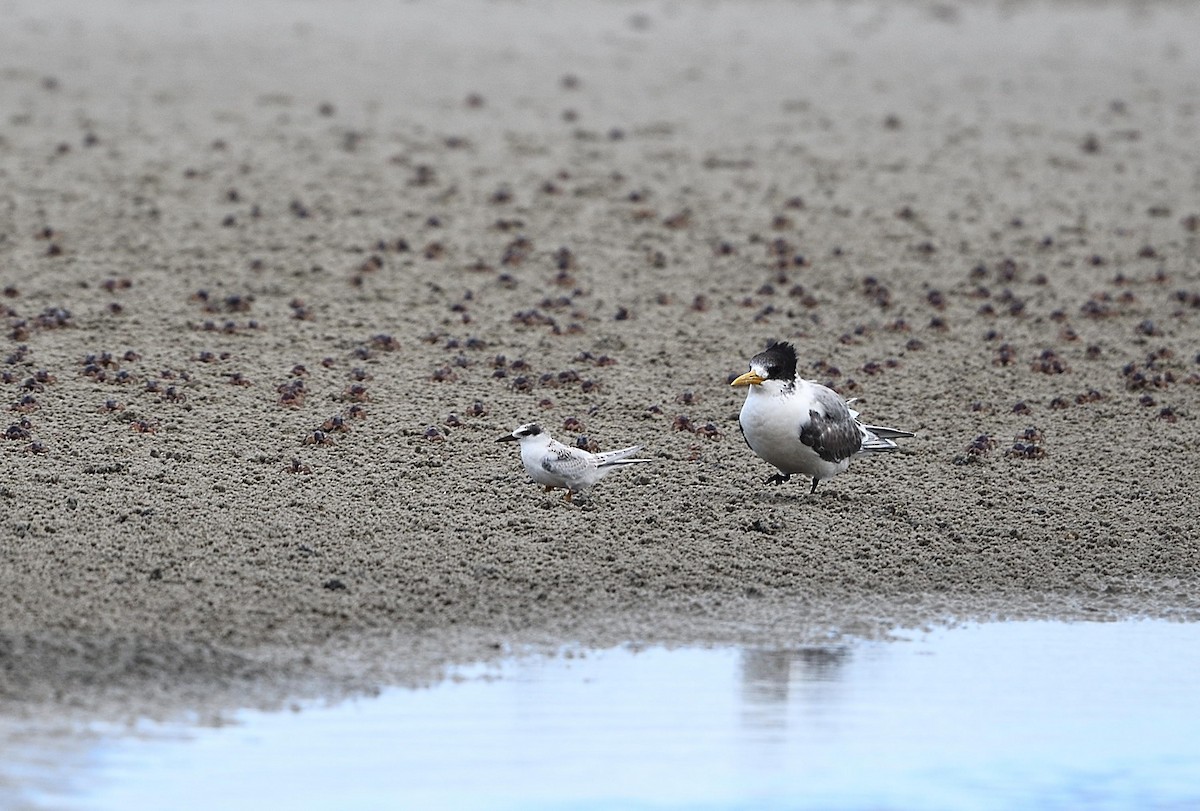 Australian Fairy Tern - ML569759711