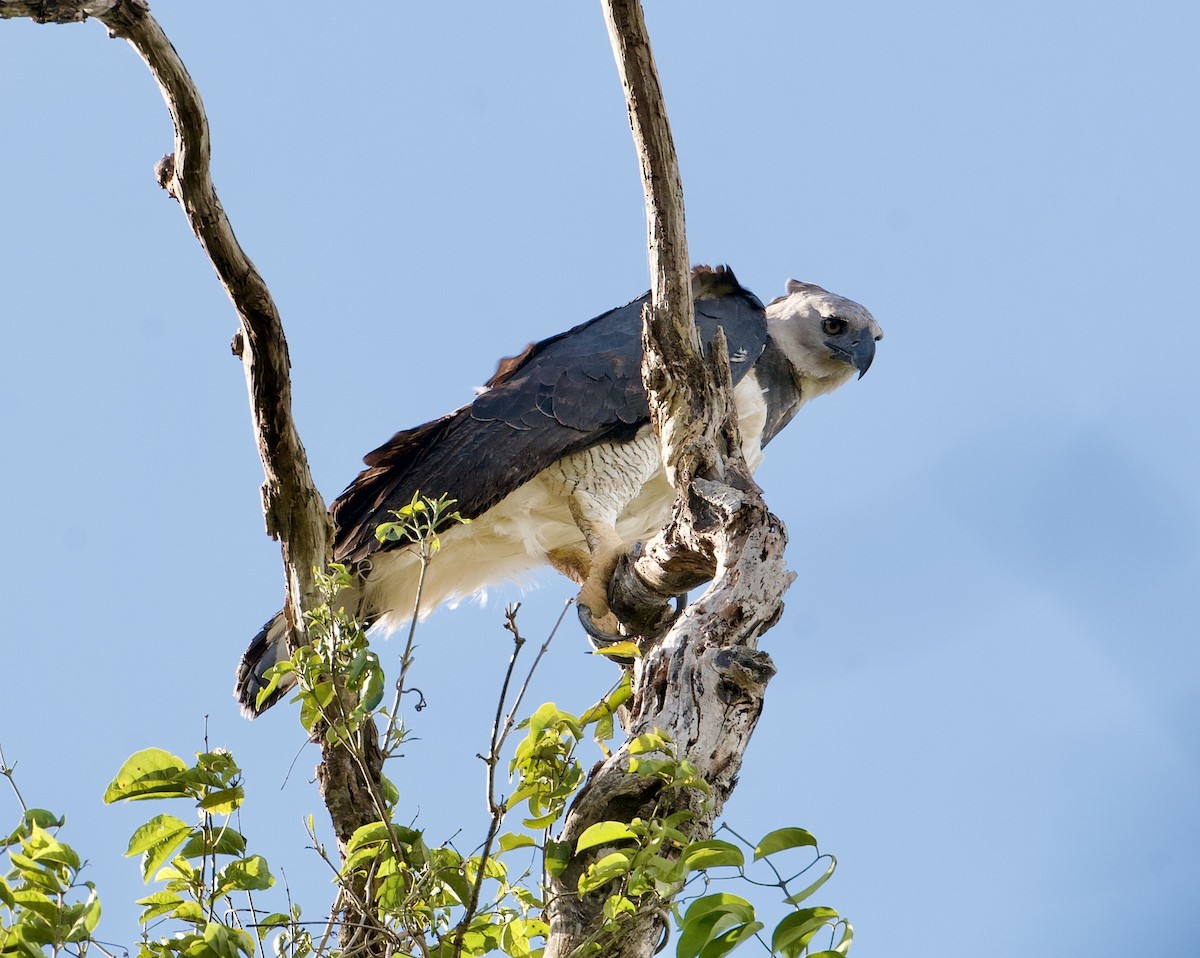 Harpy Eagle - ML569759731