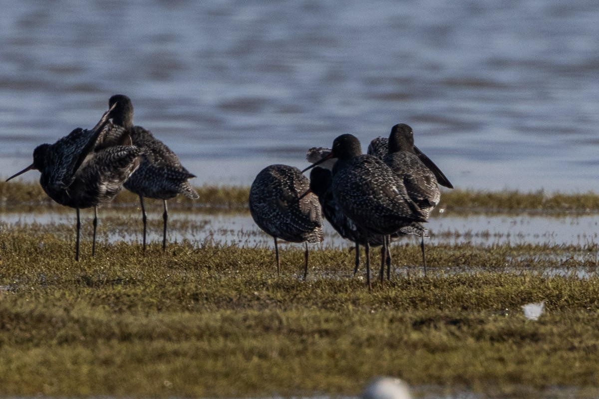 Spotted Redshank - ML569759751