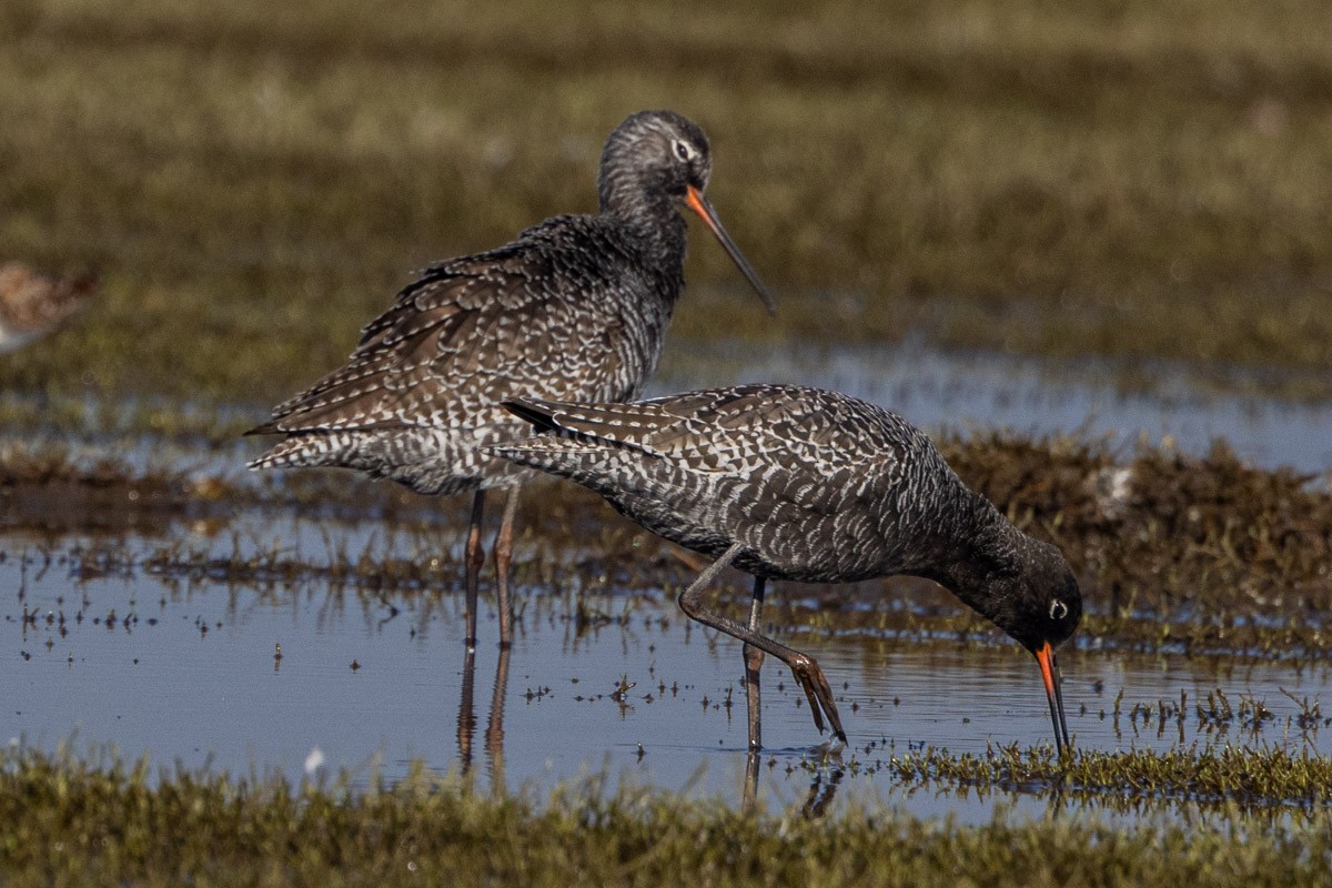 Spotted Redshank - ML569759761