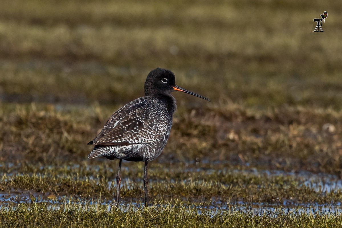 Spotted Redshank - ML569759771