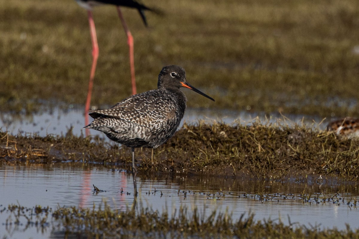 Spotted Redshank - ML569759781