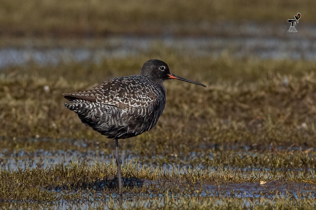 Spotted Redshank - ML569759791