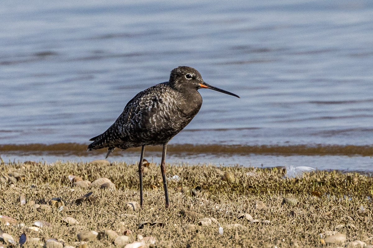 Spotted Redshank - ML569761091