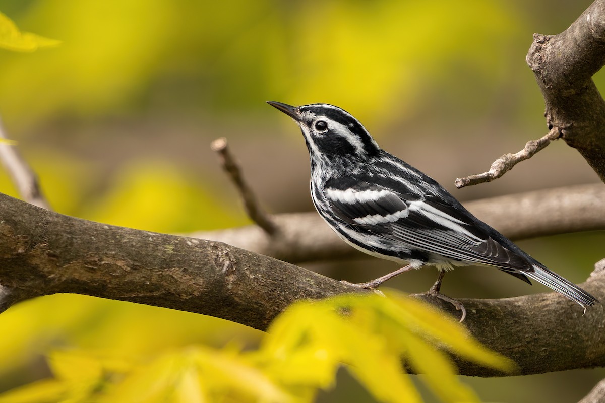 Black-and-white Warbler - ML569761551