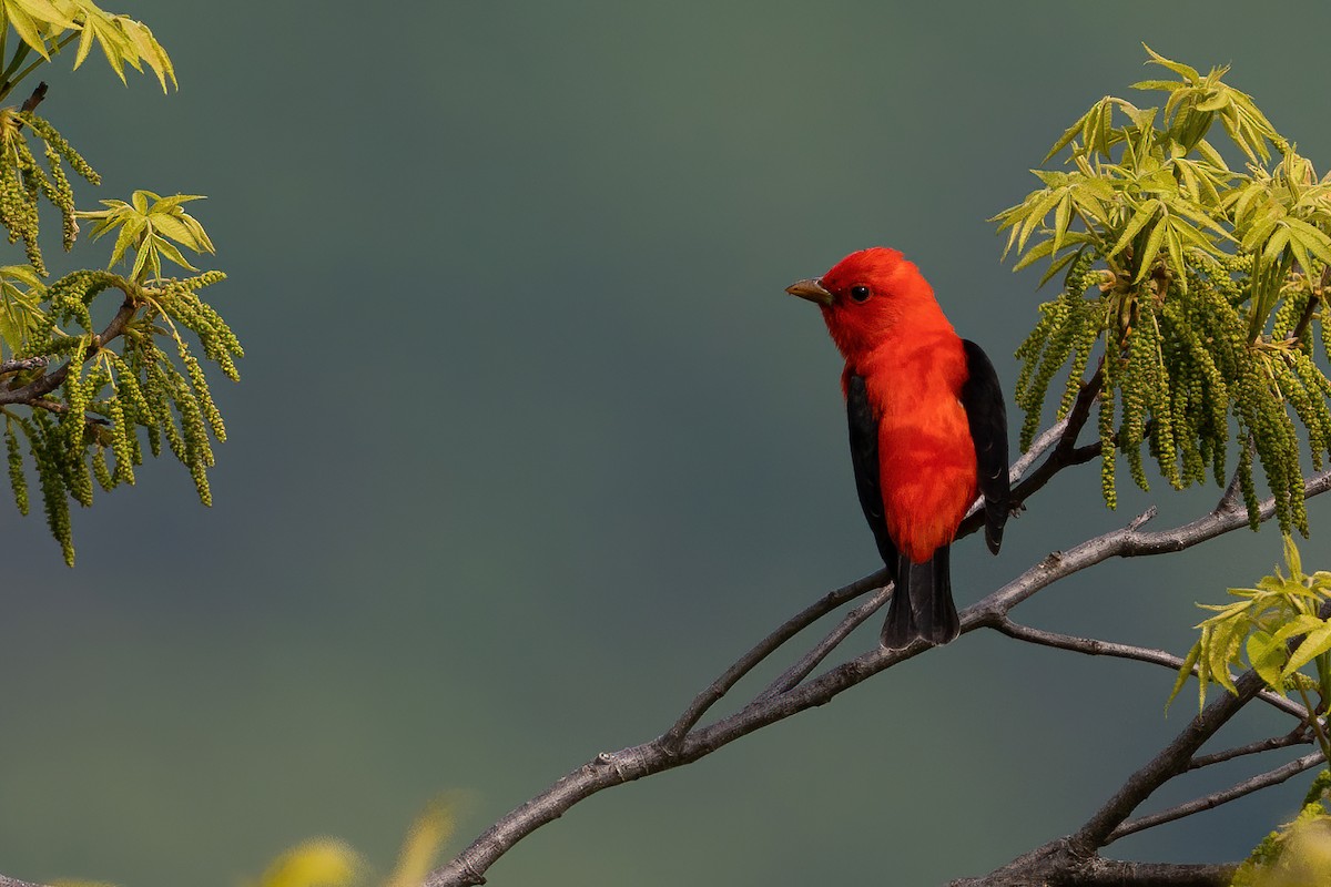 Scarlet Tanager - ML569761901
