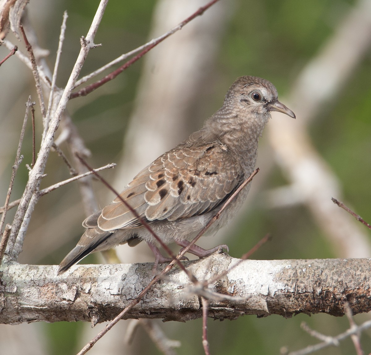 Common Ground Dove - ML569762051