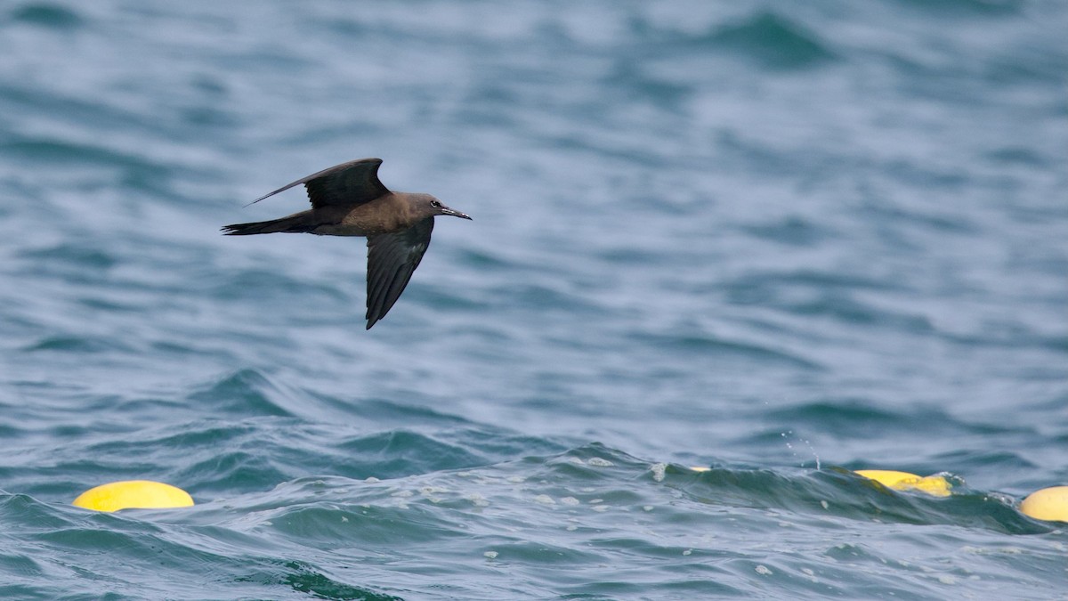 Brown Noddy - ML569762101