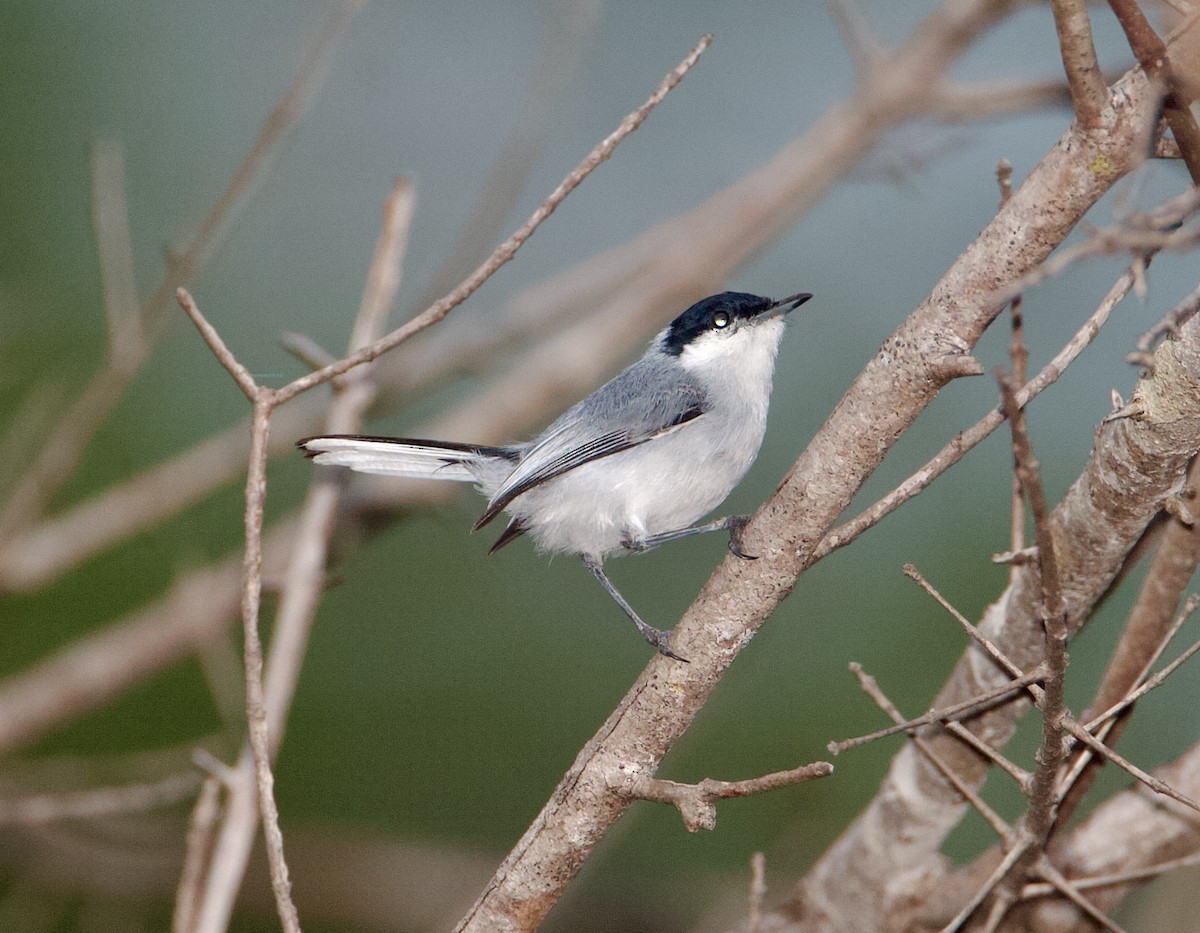 Tropical Gnatcatcher - ML569762171