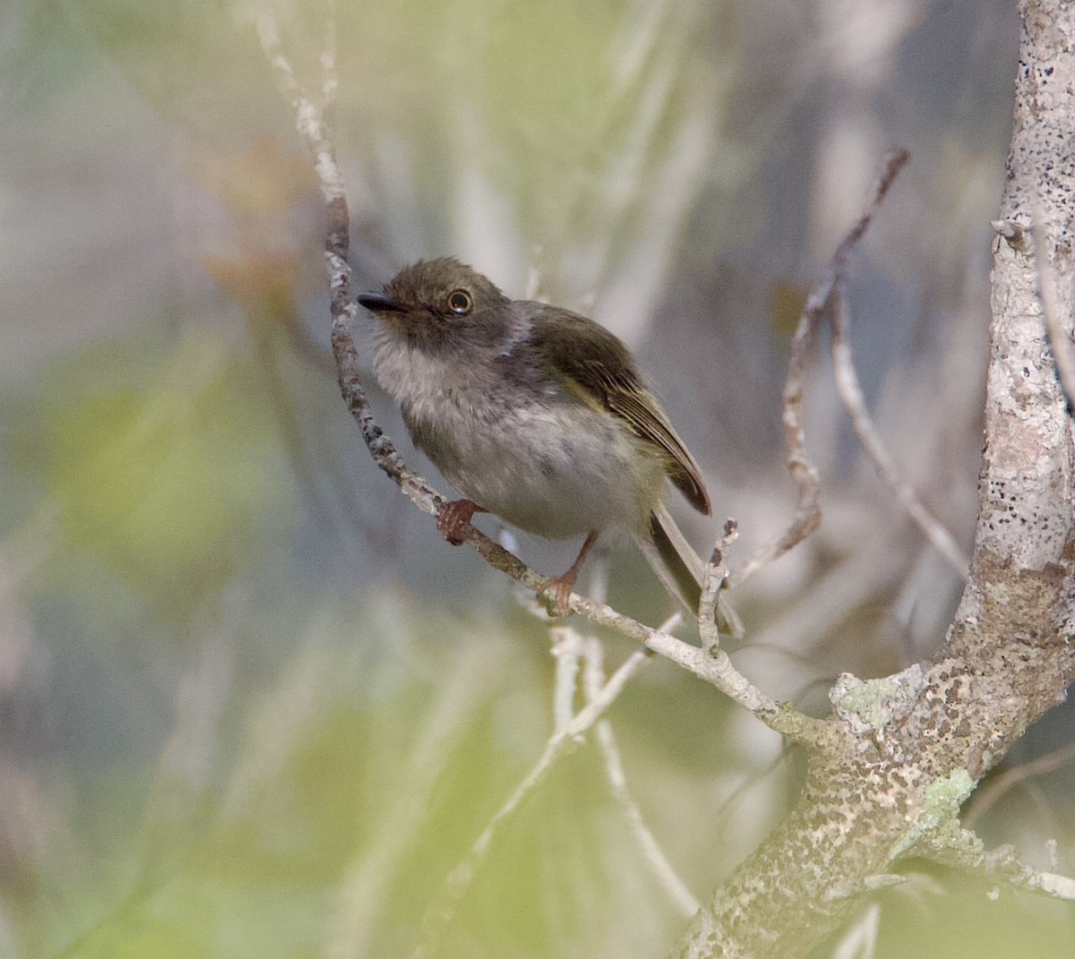 Pale-eyed Pygmy-Tyrant - ML569762341