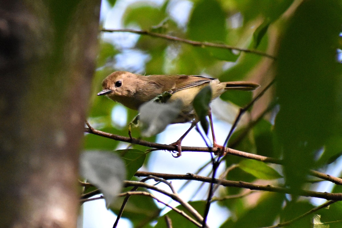 Large-billed Scrubwren - ML56976301