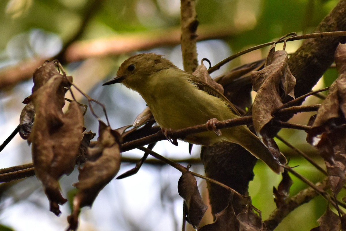 Large-billed Scrubwren - ML56976311