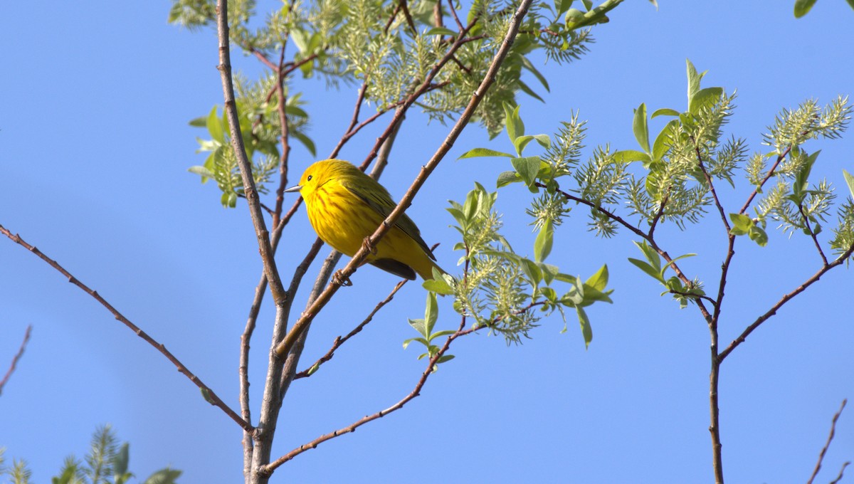 Yellow Warbler - V Fournier