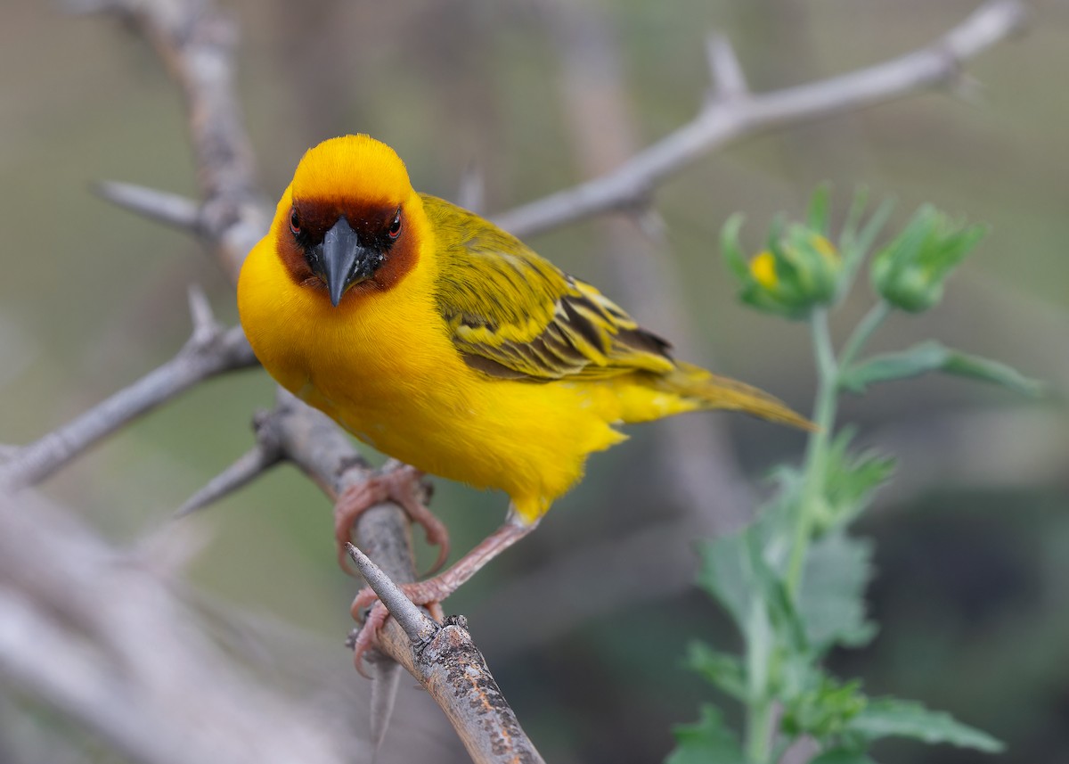 Rüppell's Weaver - Ayuwat Jearwattanakanok