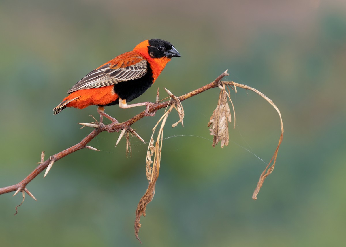 Northern Red Bishop - Ayuwat Jearwattanakanok