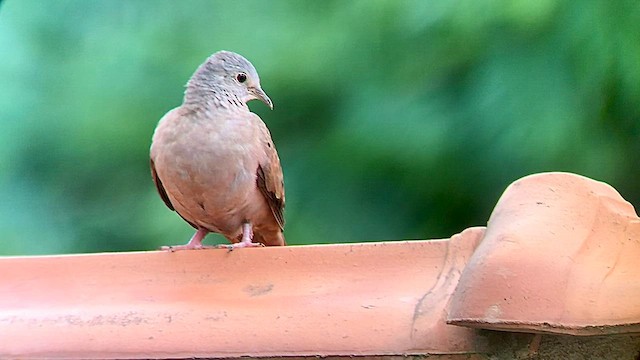 Ruddy Ground Dove - ML569764711