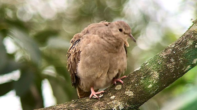 Ruddy Ground Dove - ML569764721