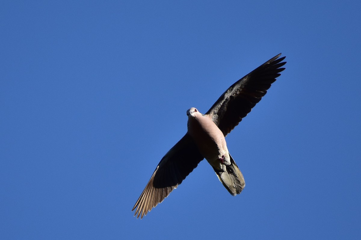 Spotted Dove - ML569765011