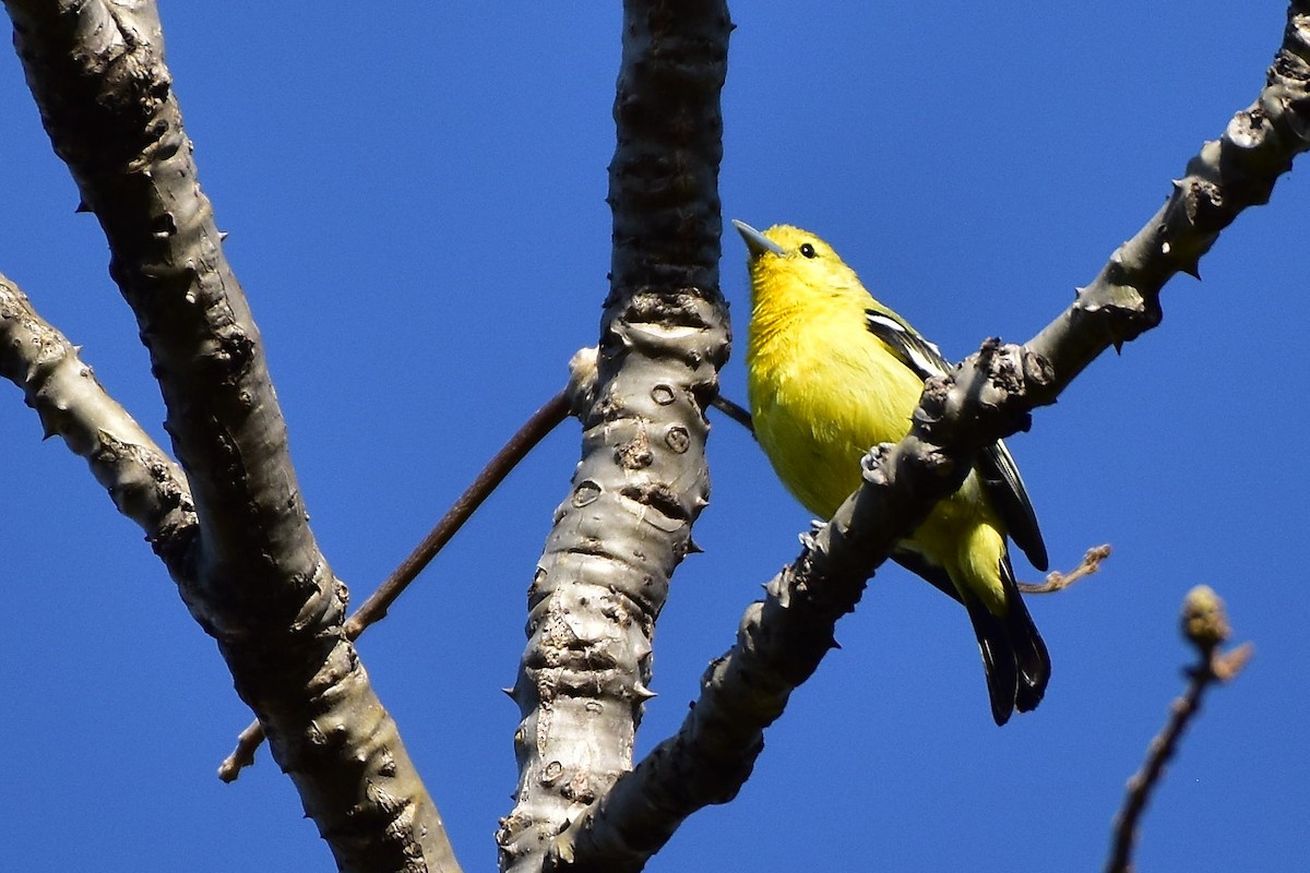 Common Iora - ML569765181