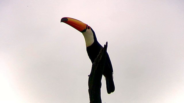 Toco Toucan - ML569765341