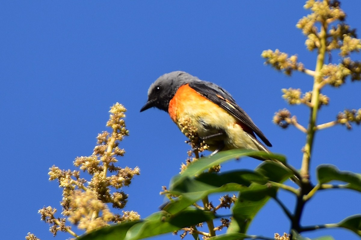 Small Minivet - Ananyaa Dobhal