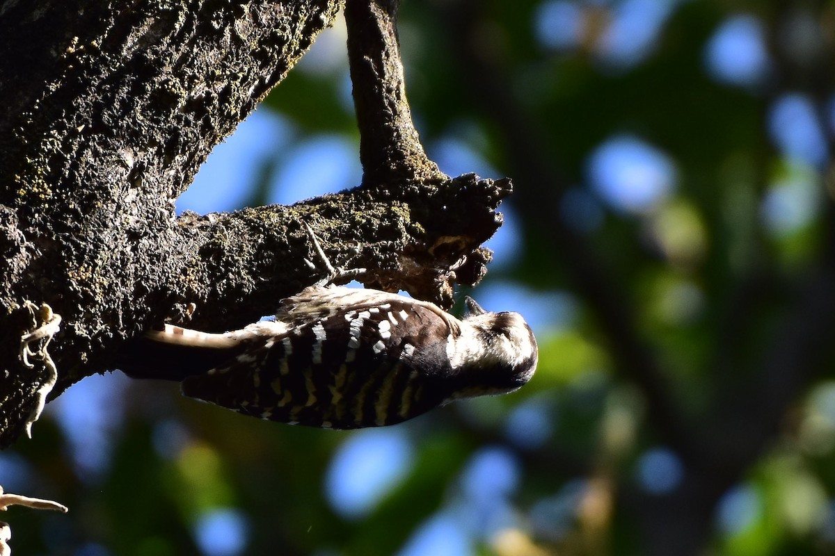 strakapoud šedočelý - ML569765551