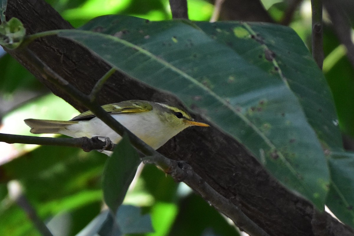 budníček afghánský - ML569765631