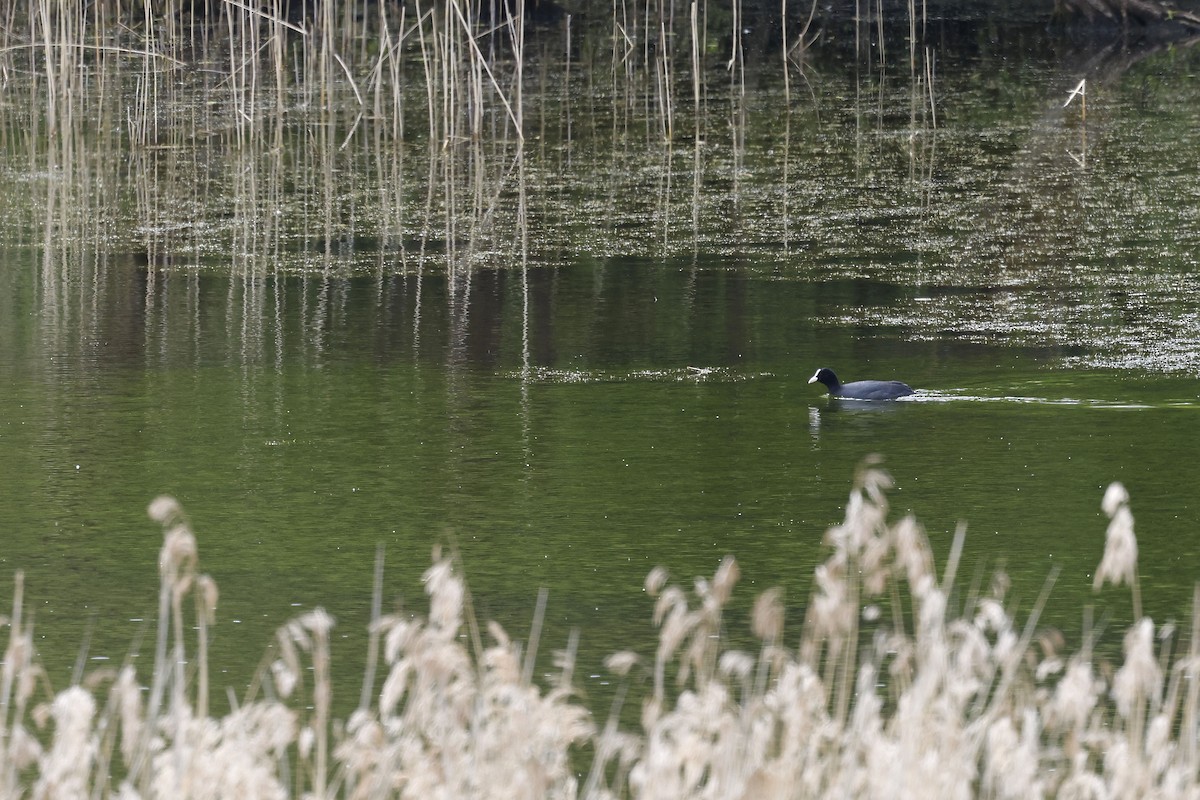 Eurasian Coot - ML569766081