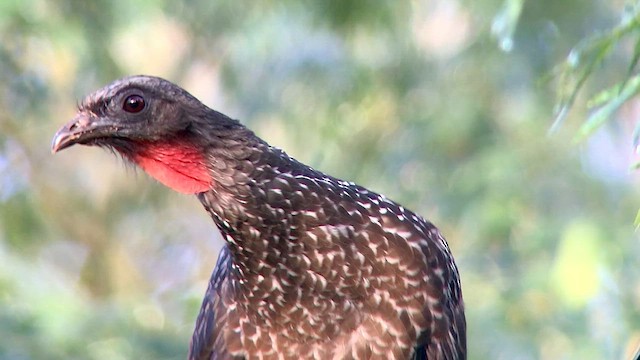 Dusky-legged Guan - ML569767051