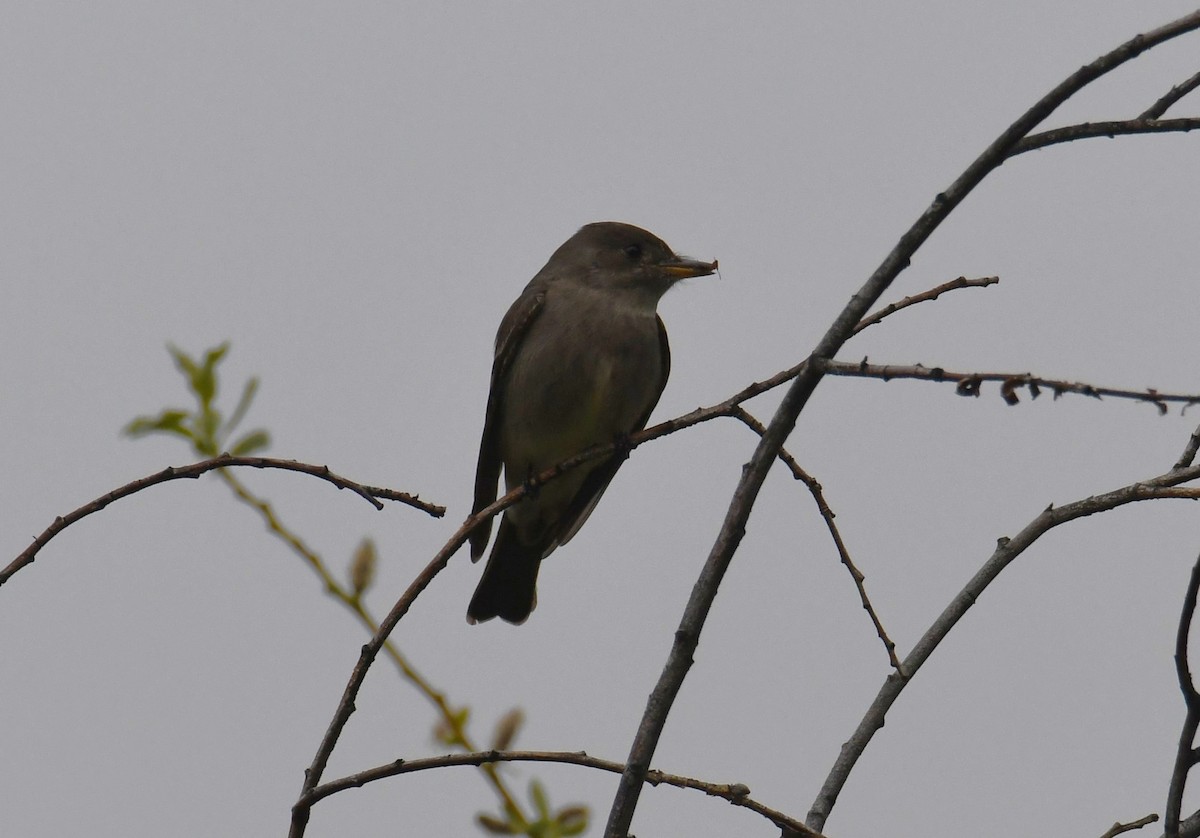 Western Wood-Pewee - ML569768141