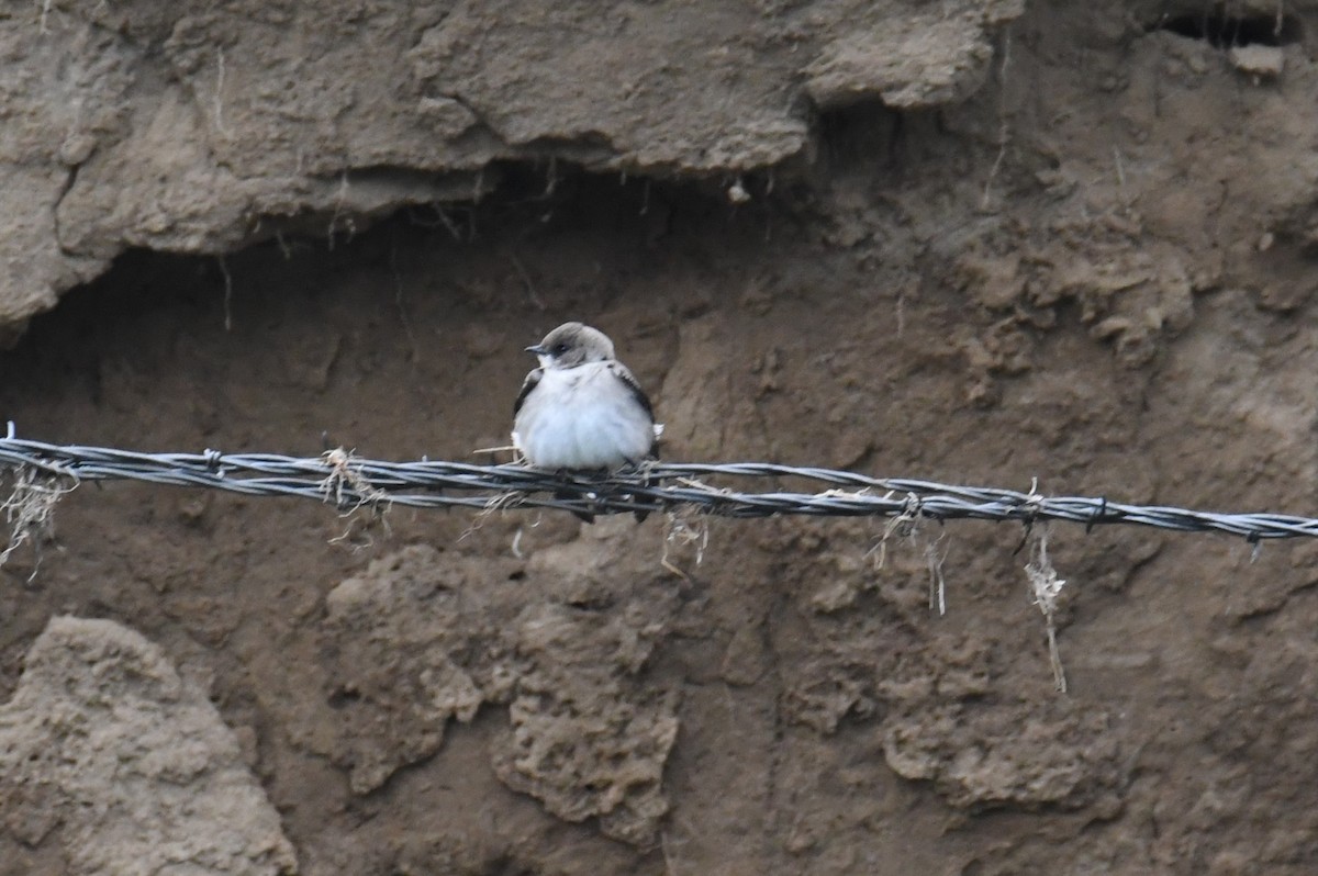 Northern Rough-winged Swallow - ML569768331