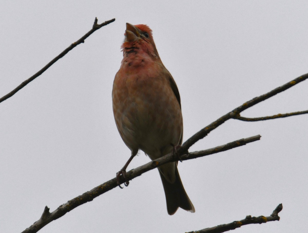 Purple Finch - ML569768371