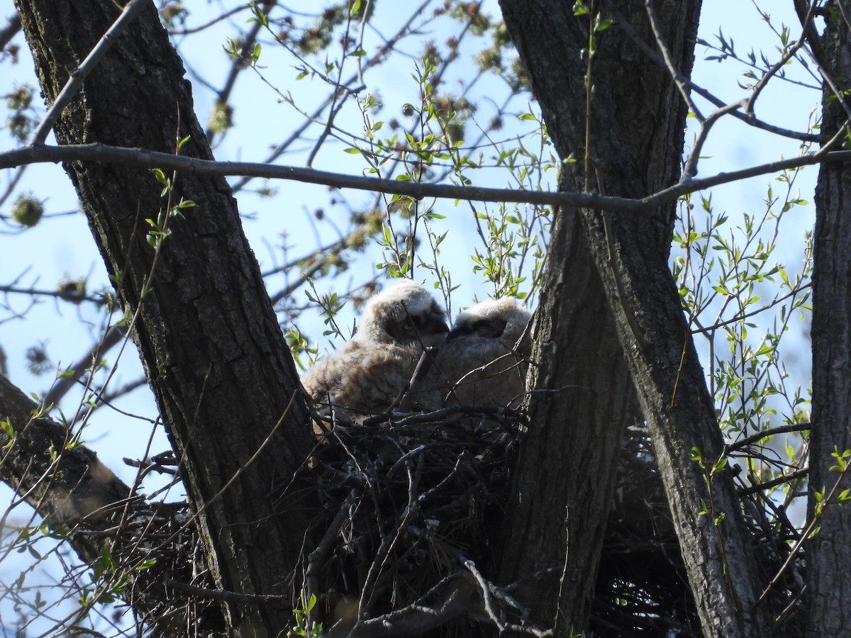 Great Horned Owl - ML569768541