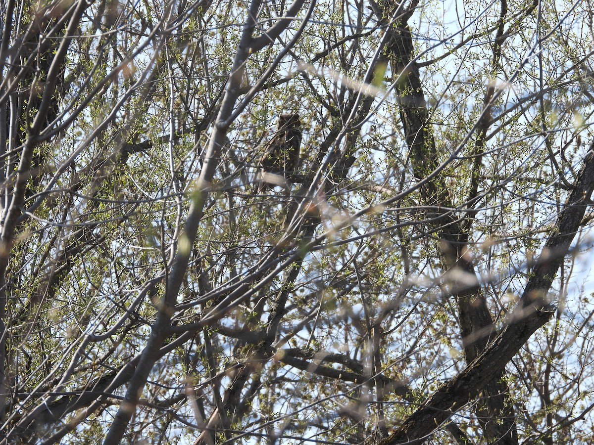 Great Horned Owl - ML569768551