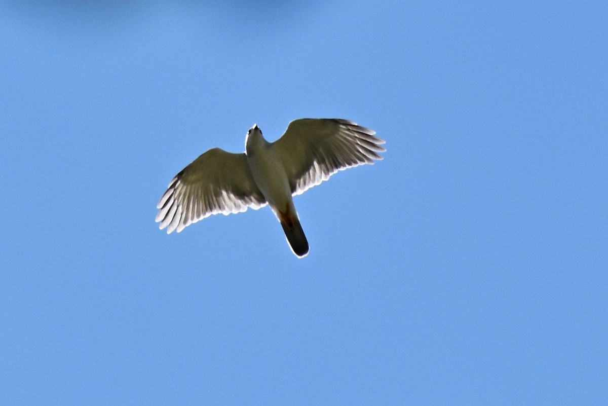 Gray Goshawk - ML56977041