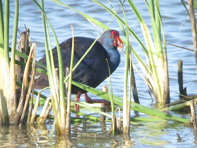 Western Swamphen - ML569770471