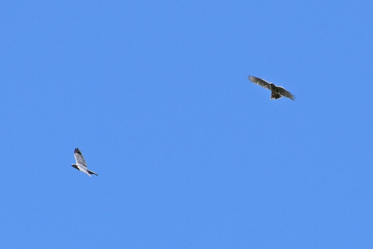 Gray Goshawk - ML56977051