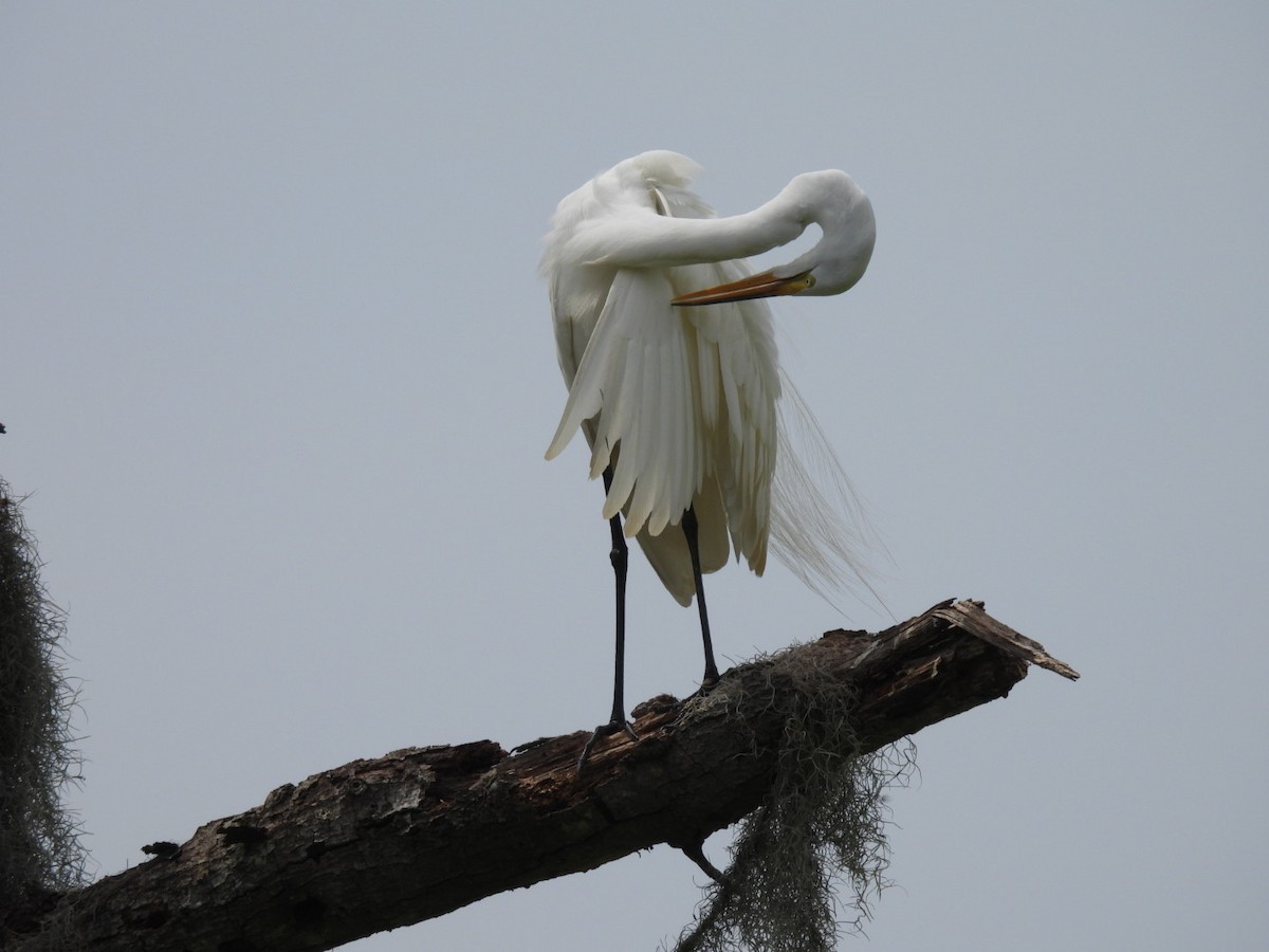 Great Egret - ML569770981