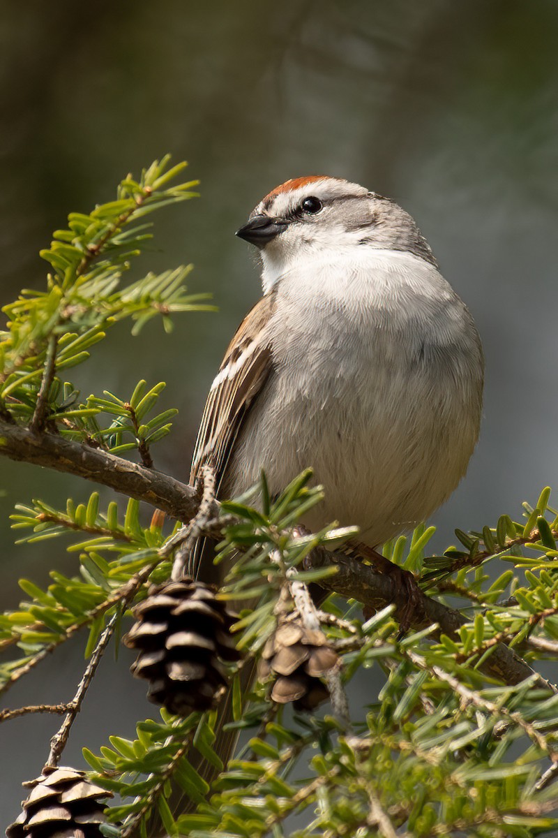 Chipping Sparrow - Gerry Gerich