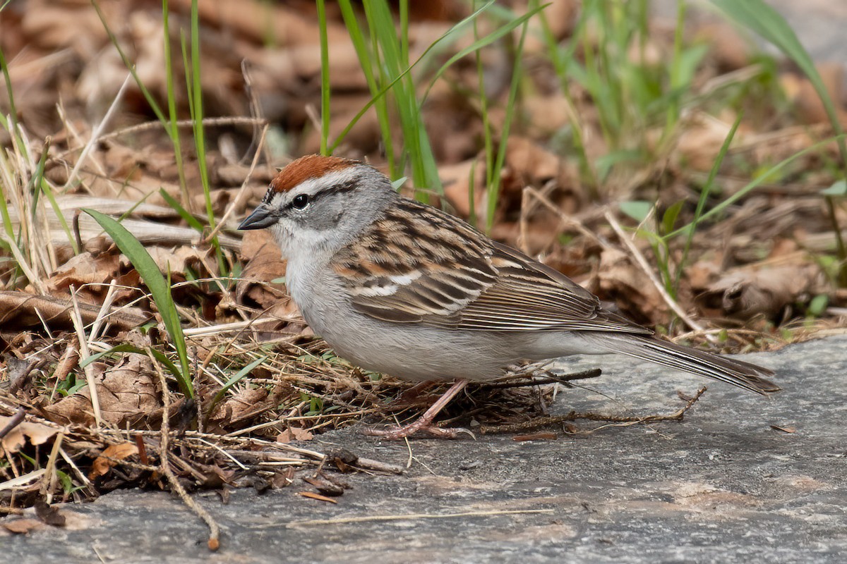 Chipping Sparrow - Gerry Gerich