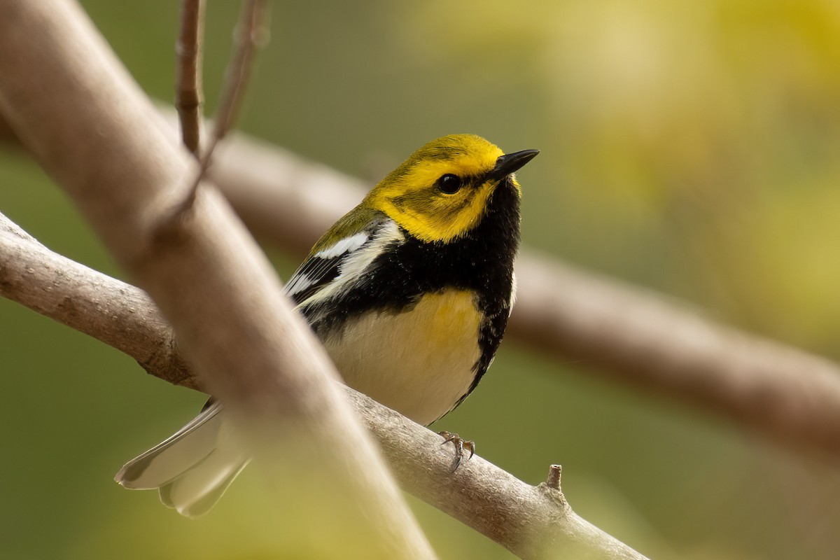 Black-throated Green Warbler - ML569771321