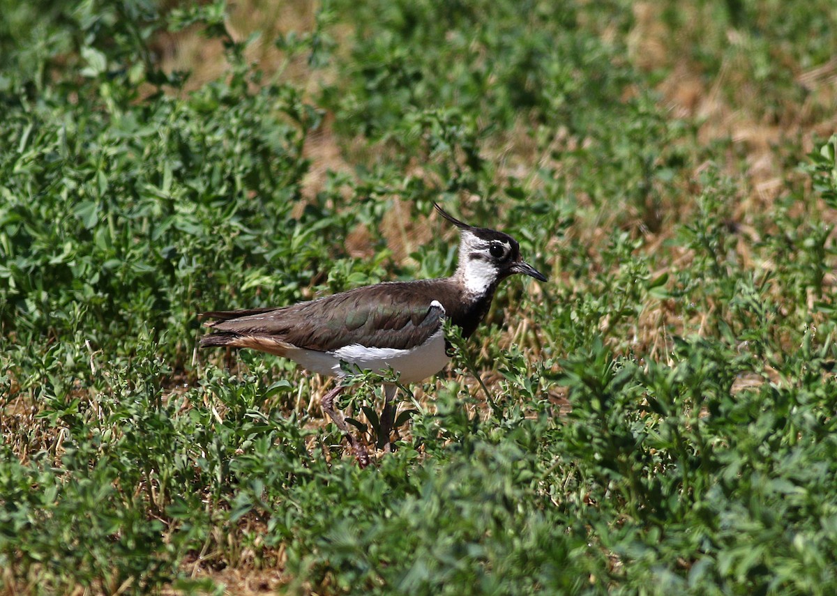 Northern Lapwing - Miguel García