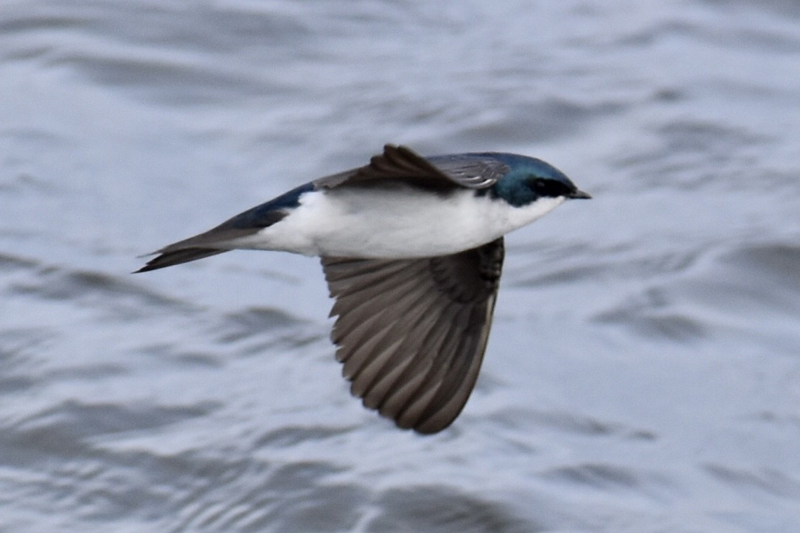 Tree Swallow - Steven Weiss