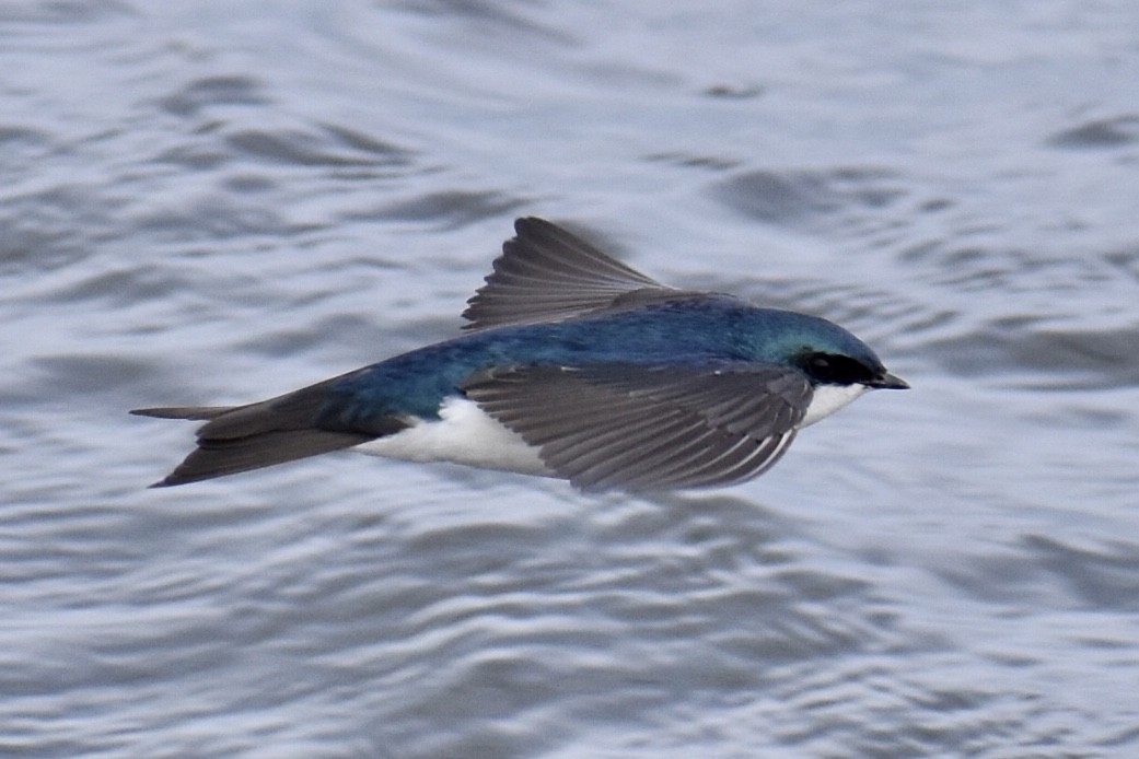 Golondrina Bicolor - ML569771521