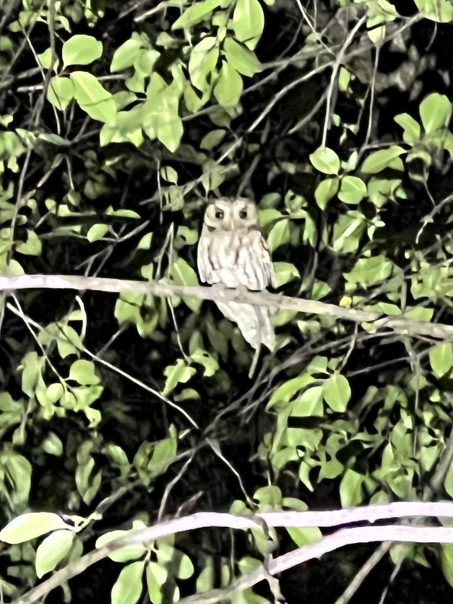 Flammulated Owl - Barbara Pankratz